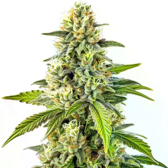 Семена марихуаны купить сорт Mango Sherbert Auto Fem.