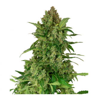 Семена марихуаны купить сорт Gelato CBD Fem.