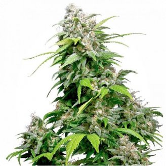 Семена марихуаны купить сорт Mexican Sativa Auto Fem.